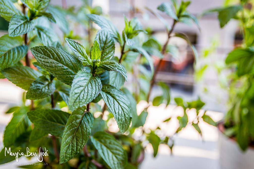 Piantina di menta coltivata in vaso 