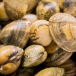 Come far spurgare le vongole