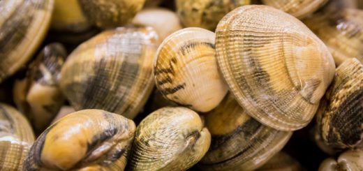 Come far spurgare le vongole