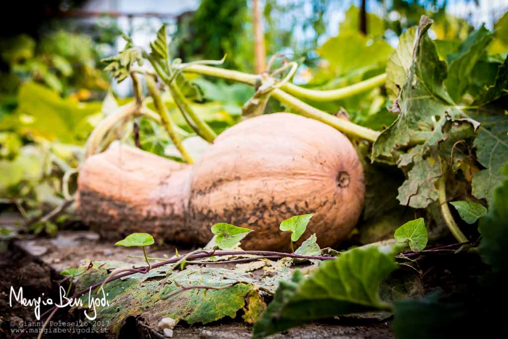 Zucca violina: coltivazione in orto